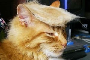 cat trump hair